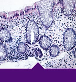 Microscopic tissues and cells composition